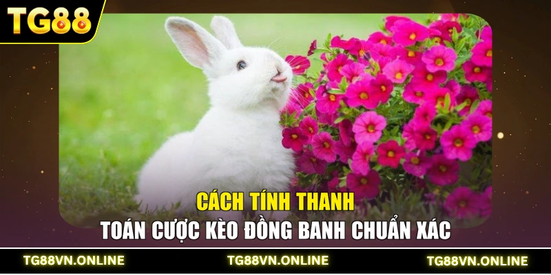 Cách tính thanh toán cược kèo đồng banh chuẩn xác