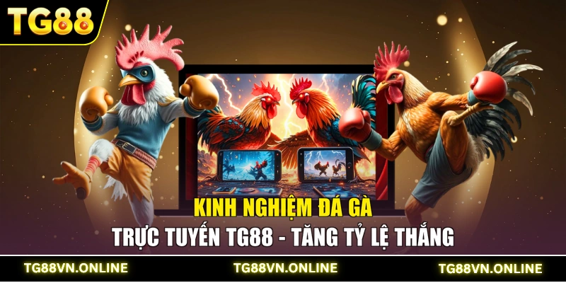 Kinh Nghiệm Đá Gà Trực Tuyến TG88 - Tăng Tỷ Lệ Thắng