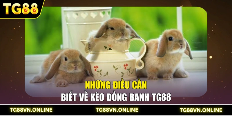 Những điều cần biết về kèo đồng banh TG88