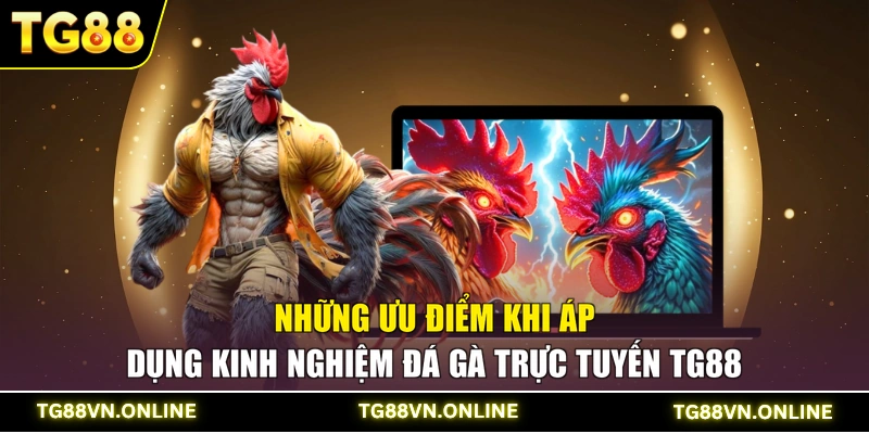 Những ưu điểm khi áp dụng kinh nghiệm đá gà trực tuyến TG88