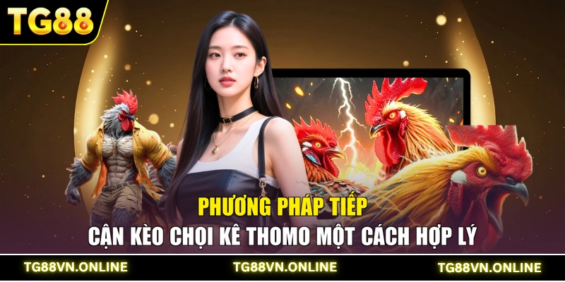 Phương pháp tiếp cận kèo chọi kê Thomo một cách hợp lý
