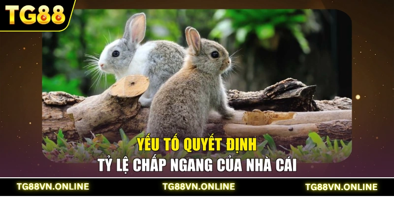 Yếu tố quyết định tỷ lệ chấp ngang của nhà cái
